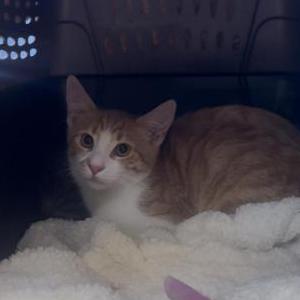Image of Voss, Lost Cat