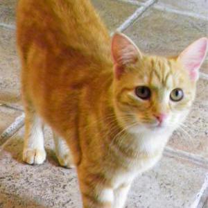 Image of Nemmy, Lost Cat