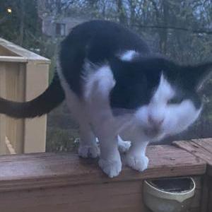 Lost Cat Cosmo