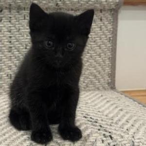 Image of Linda, Lost Cat