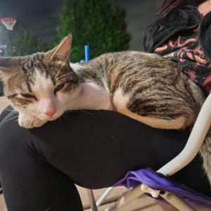 Image of Unknown, Found Cat