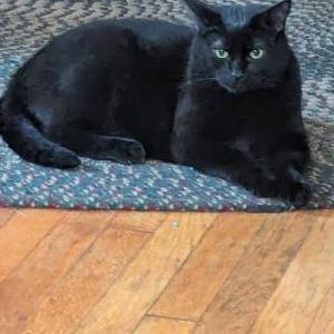 Image of Olive, Lost Cat