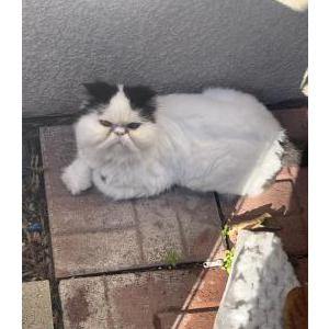Image of Kitty, Lost Cat