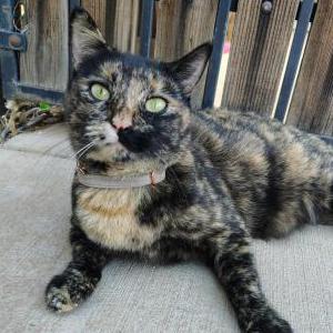Image of Frankie, Lost Cat