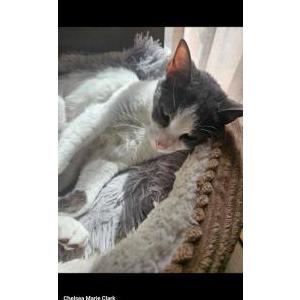 Image of Pixel, Lost Cat