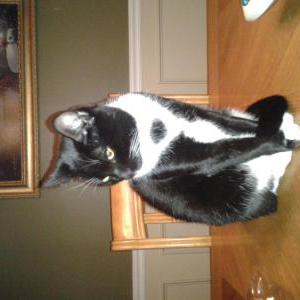 Image of doby, Lost Cat