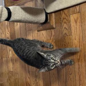 Lost Cat Lucky