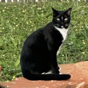 Image of Brick, Lost Cat