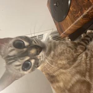 Lost Cat Coco