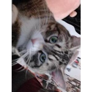 Image of Lucy, Lost Cat
