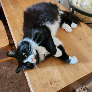 Image of Whiskey, Lost Cat
