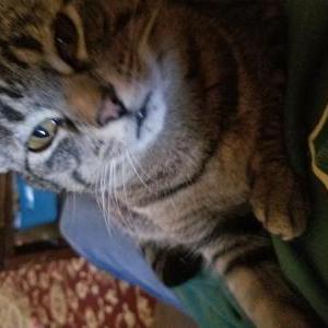 Lost Cat Chonk