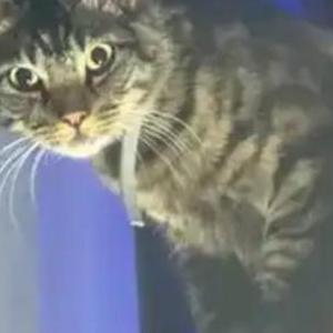 Image of Alfredo, Lost Cat
