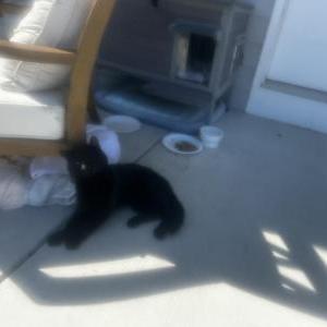 Image of Fluky, Lost Cat