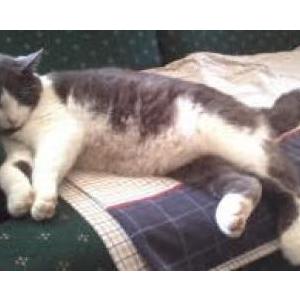 Image of Kitten Little, Lost Cat