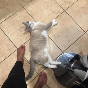 Image of Appa, Lost Cat