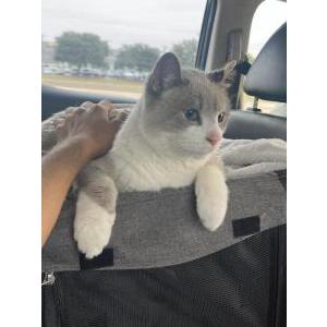 2nd Image of Appa, Lost Cat