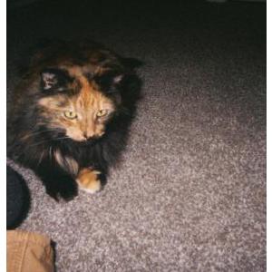 Image of Callie, Lost Cat