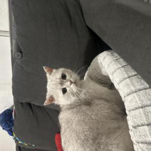 Found Cat unknown
