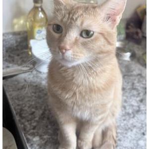 Lost Cat Pumpkin