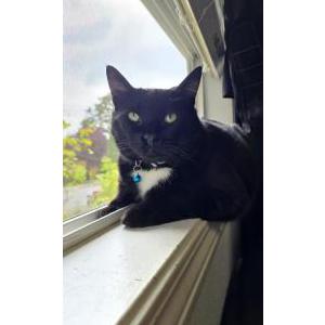 Lost Cat Prince