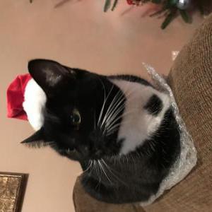 Image of Dony, Lost Cat