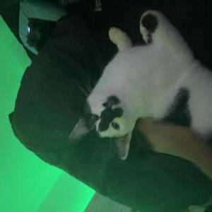 Image of Dior, Lost Cat