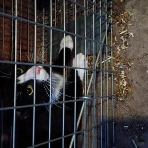 Found Cat Unknown