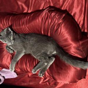 Image of Neno, Lost Cat