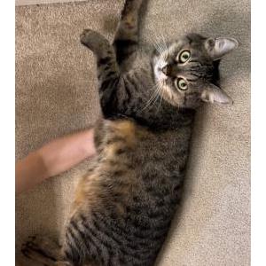 Image of Kote, Lost Cat