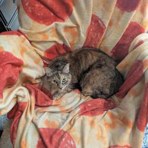 Image of Cannoli, Lost Cat