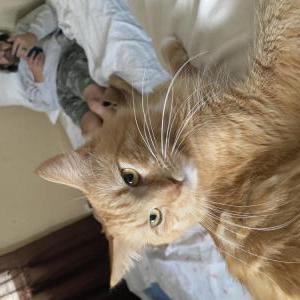 Image of Lucy, Lost Cat