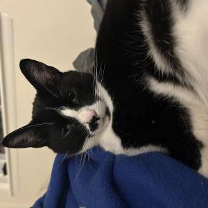 Image of Salvador, Lost Cat
