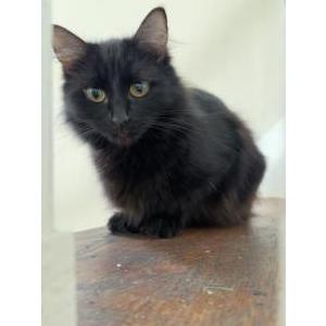 Lost Cat Bean