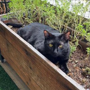 Image of Sheldon, Lost Cat