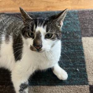 Image of Mystery, Lost Cat