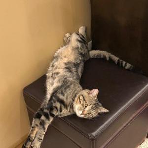 Image of Figaro, Lost Cat