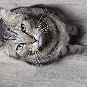 Image of Jack, Lost Cat
