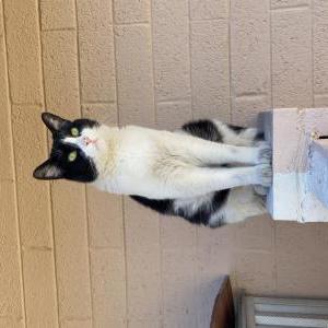 Image of Figueroa, Lost Cat