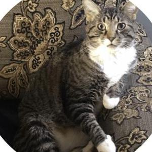 Image of Rex, Lost Cat