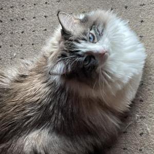 Image of Kiki, Lost Cat