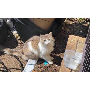 Image of Unknown, Found Cat