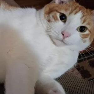 Image of Vada, Lost Cat