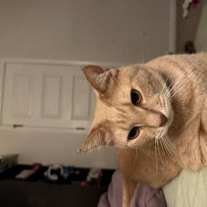 Image of Simon, Lost Cat