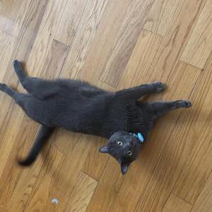 Image of Tommy, Lost Cat