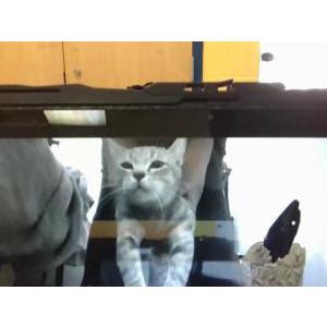 Image of daisy, Lost Cat