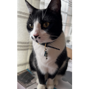 Image of Sirena, Lost Cat