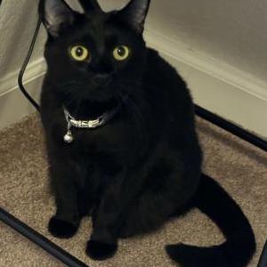 Image of Juno, Lost Cat