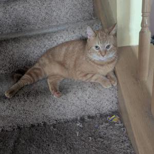 Lost Cat Vinnie