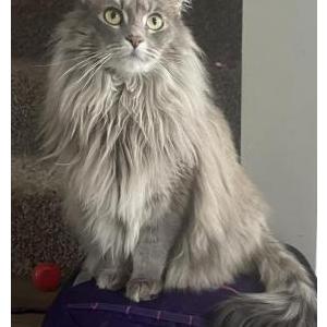 Lost Cat Dorothea